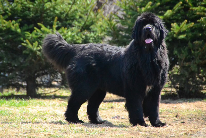 Фото: ньюфаундленд Талисман Моря Ла-Валетта