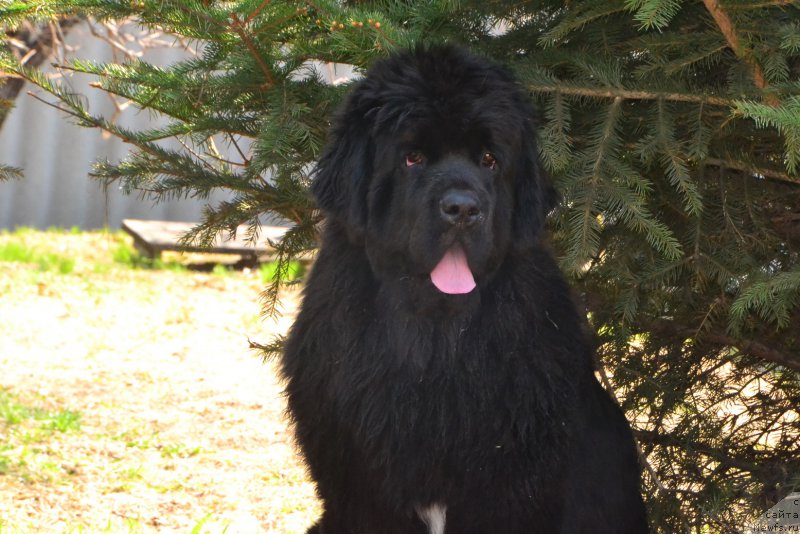 Фото: ньюфаундленд Талисман Моря Ла-Валетта