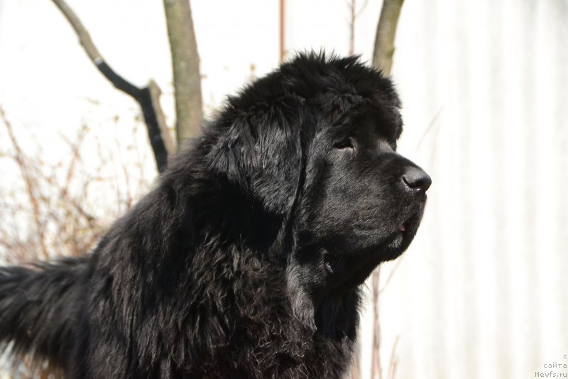 Фото: ньюфаундленд Талисман Моря Ла-Валетта