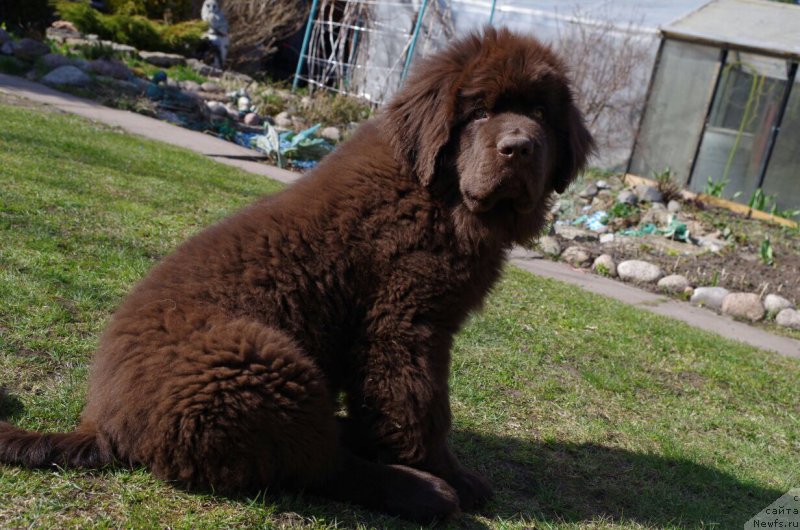 Фото: ньюфаундленд Браунблад МСК Ларчи Ардон (Brownblood MSK Larchie Ardon), ньюфаундленд Браунблад МСК Ларчи Ардон (Brownblood MSK Larchie Ardon)