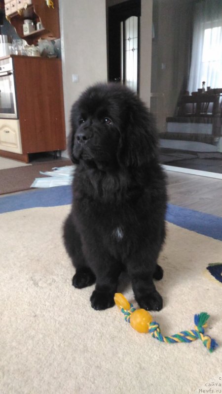 Фото: ньюфаундленд Браунблад МСК Ламберт Амир (Brownblood MSK Lambert Amir)