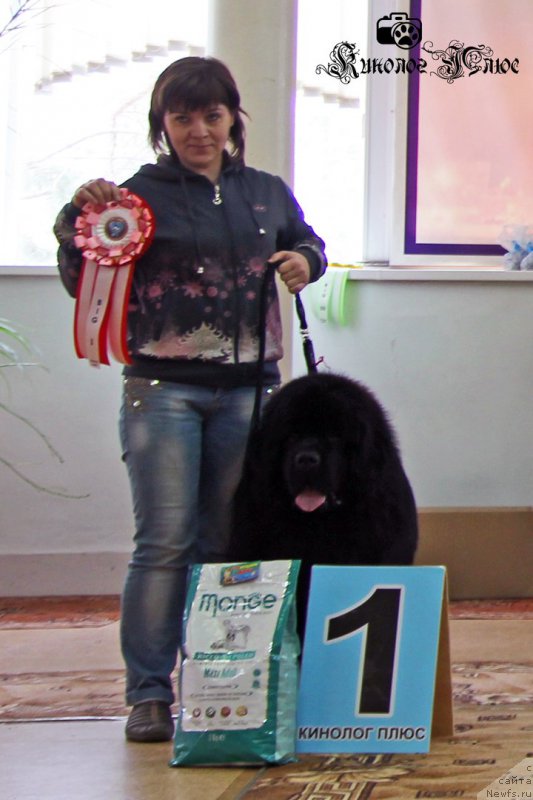 Фото: ньюфаундленд Крепкий Орешек от Сибирского Медведя (Krepkiy Oreshek ot Sibirskogo Medvedja)