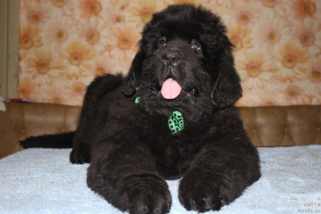 Фото: ньюфаундленд Интер Фоллоу зе Болл