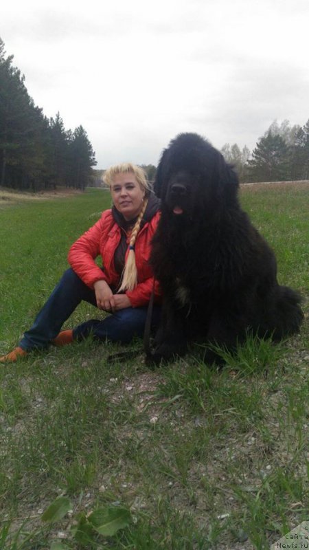 Фото: ньюфаундленд Супер Премиум Метель