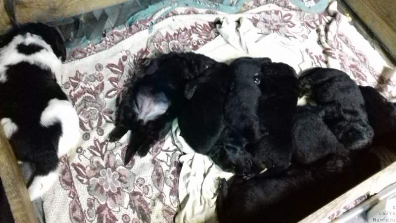 Фотография № 224586