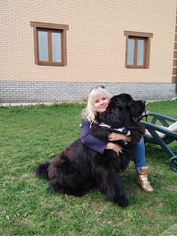 Фото: ньюфаундленд Перун из Антаграда (Perun is Antagrada)