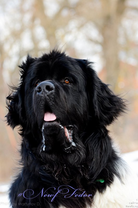 Фото: ньюфаундленд Энджелс Кипер Нибелунг (Angels Keeper Nibelung)