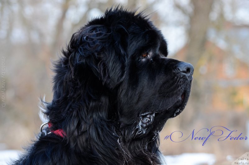 Фото: ньюфаундленд Энджелс Кипер Нибелунг (Angels Keeper Nibelung)