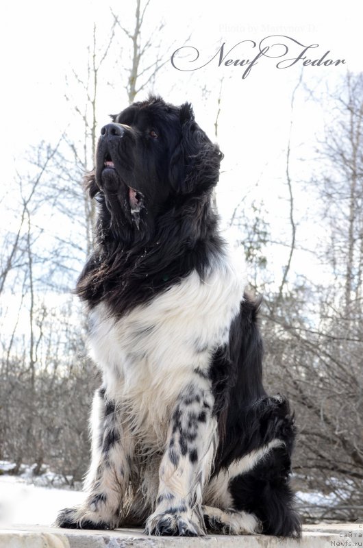 Фото: ньюфаундленд Энджелс Кипер Нибелунг (Angels Keeper Nibelung)