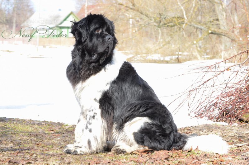 Фото: ньюфаундленд Энджелс Кипер Нибелунг (Angels Keeper Nibelung)