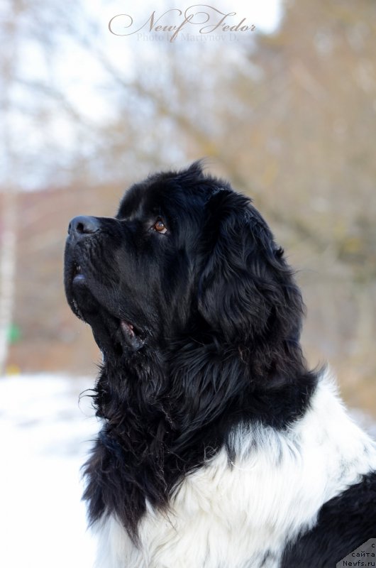 Фото: ньюфаундленд Энджелс Кипер Нибелунг (Angels Keeper Nibelung)