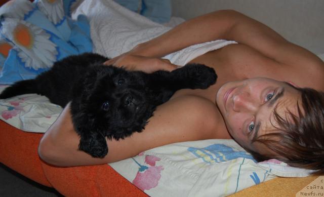 Фото: Максим Канунников, ньюфаундленд Супер Премиум Вашингтон