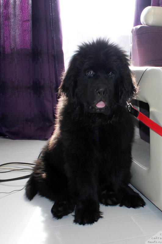 Фото: ньюфаундленд Браунблад MCК Лэджендари Норс (Brownblood MSK Lagendary North)