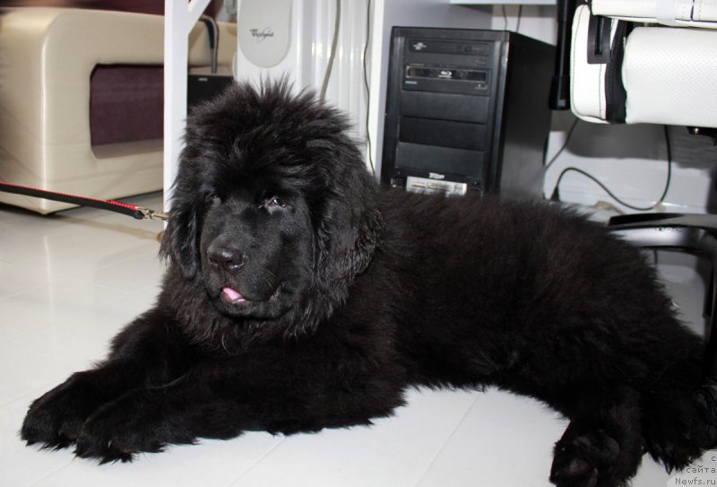 Фото: ньюфаундленд Браунблад MCК Лэджендари Норс (Brownblood MSK Lagendary North)