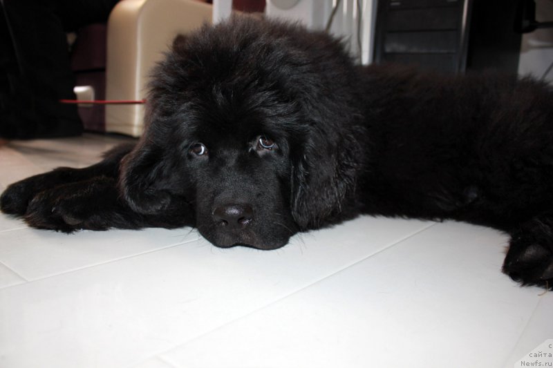 Фото: ньюфаундленд Браунблад MCК Лэджендари Норс (Brownblood MSK Lagendary North)