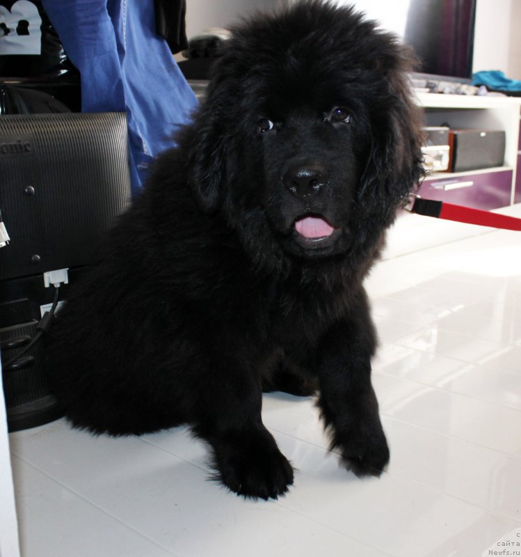 Фото: ньюфаундленд Браунблад MCК Лэджендари Норс (Brownblood MSK Lagendary North)