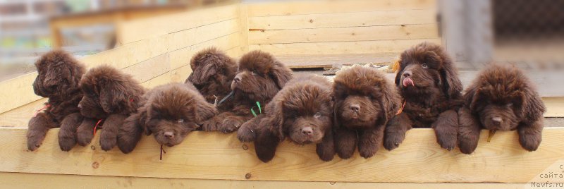 Фото: ньюфаундленд Наоми Таголири фор Браунблад (Naomi Tagoliri for Brouwnblood)