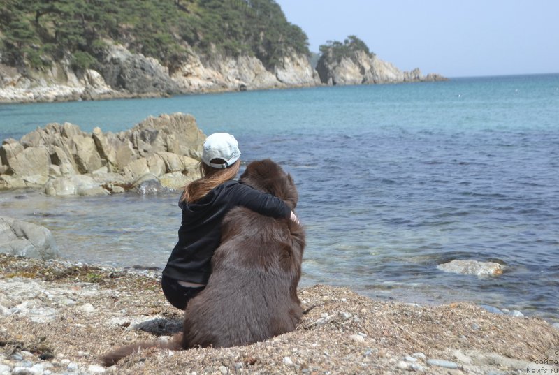 Фото: ньюфаундленд Акватория Келвин Риверданс (Aquatoriya Kelvin Riverdance)
