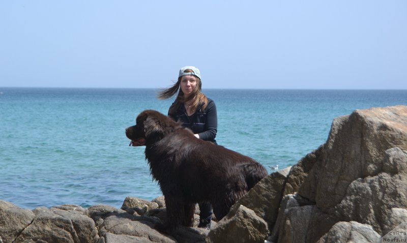 Фото: ньюфаундленд Акватория Келвин Риверданс (Aquatoriya Kelvin Riverdance)