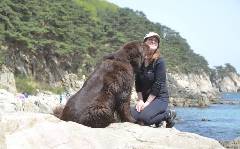 Фото: ньюфаундленд Акватория Келвин Риверданс (Aquatoriya Kelvin Riverdance)