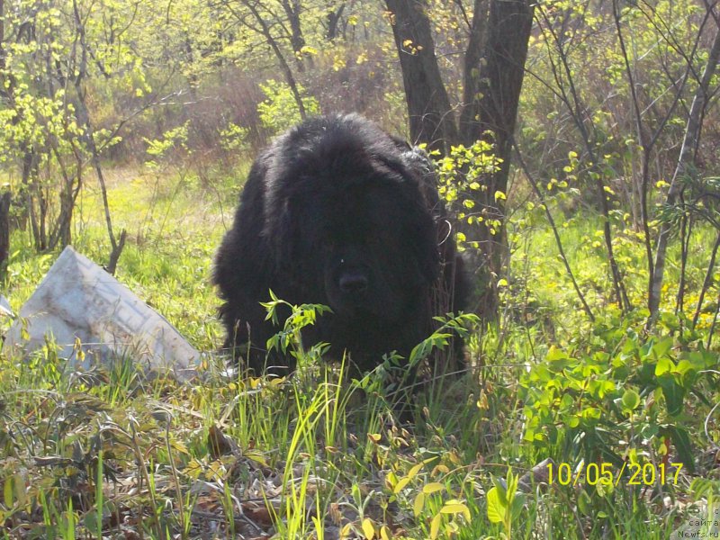 Фото: ньюфаундленд Супер Премиум Линиэль Дайлиррин (Super Premium Liniel Daylirring)