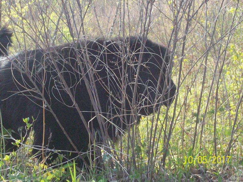 Фото: ньюфаундленд Супер Премиум Линиэль Дайлиррин (Super Premium Liniel Daylirring)