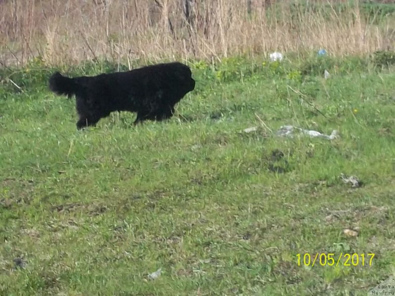 Фото: ньюфаундленд Супер Премиум Линиэль Дайлиррин (Super Premium Liniel Daylirring)