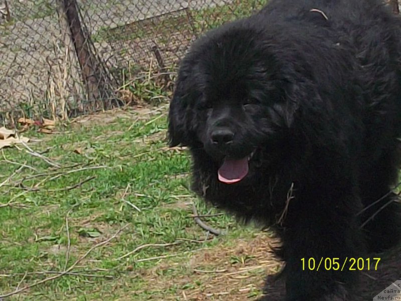 Фото: ньюфаундленд Степан Разин (Stepan Razin)