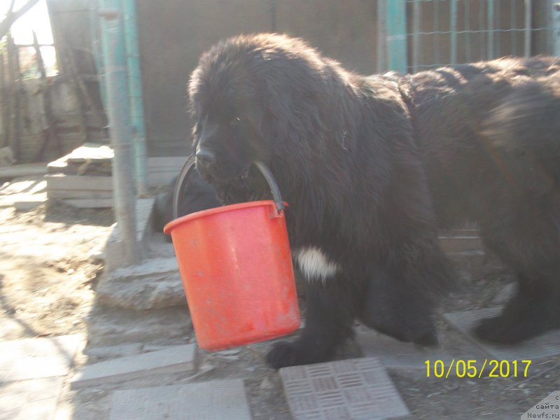 Фото: ньюфаундленд Степан Разин (Stepan Razin)
