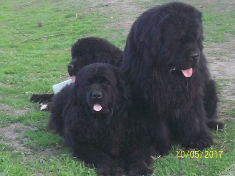 Фото: ньюфаундленд Супер Премиум Микадо (Super Premium Mikado), ньюфаундленд Викториус Смайл, ньюфаундленд Степан Разин (Stepan Razin)