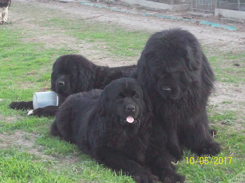 Фото: ньюфаундленд Супер Премиум Микадо (Super Premium Mikado), ньюфаундленд Викториус Смайл, ньюфаундленд Степан Разин (Stepan Razin)