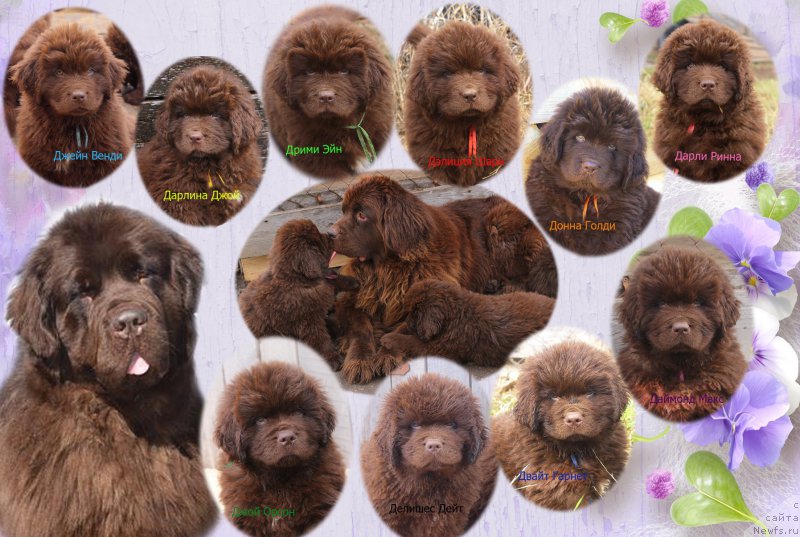 Фото: ньюфаундленд Наоми Таголири фор Браунблад (Naomi Tagoliri for Brouwnblood)