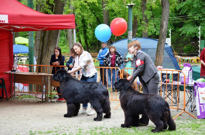 Фото: ньюфаундленд Акватория Келвин Женераль (Aquatoriya Kelvin Zheneral), ньюфаундленд Терра Виктория Богемная Львица