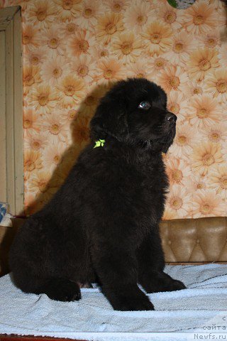 Фото: ньюфаундленд Избранник Судьбы Русский Богатырь