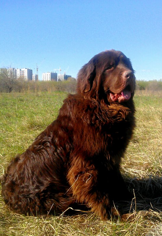 Фото: ньюфаундленд Браунблад МСК Сайлас Соул Дрим