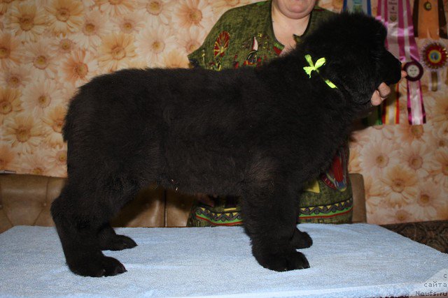 Фото: ньюфаундленд Избранник Судьбы Русский Богатырь