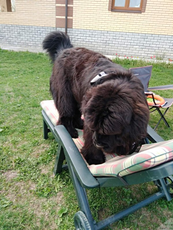 Фото: ньюфаундленд Перун из Антаграда (Perun is Antagrada)