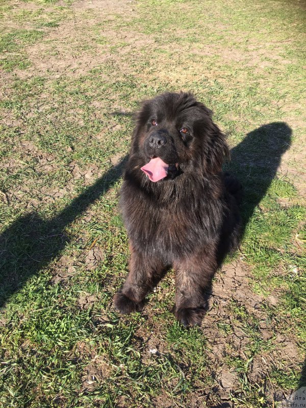 Фото: ньюфаундленд Жемчужина Кубани Зира (Zhemchuzhina Kubani Zira)