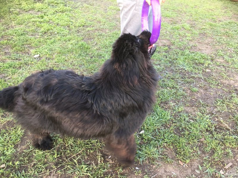 Фото: ньюфаундленд Жемчужина Кубани Зира (Zhemchuzhina Kubani Zira)