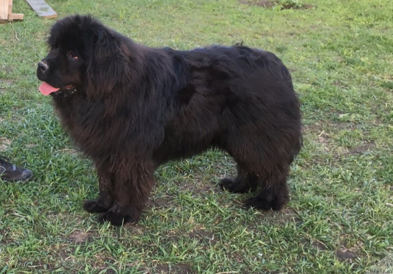 Фото: ньюфаундленд Жемчужина Кубани Зира (Zhemchuzhina Kubani Zira)