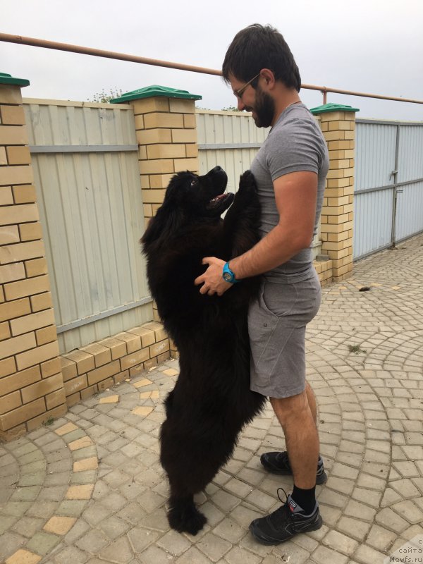 Фото: ньюфаундленд Жемчужина Кубани Зира (Zhemchuzhina Kubani Zira), Михаил Копытенко