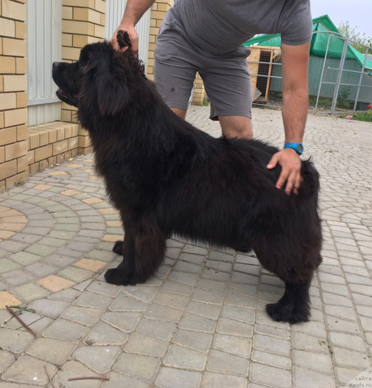 Фото: ньюфаундленд Жемчужина Кубани Зира (Zhemchuzhina Kubani Zira)