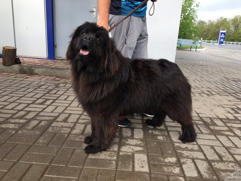 Фото: ньюфаундленд Жемчужина Кубани Зира (Zhemchuzhina Kubani Zira)