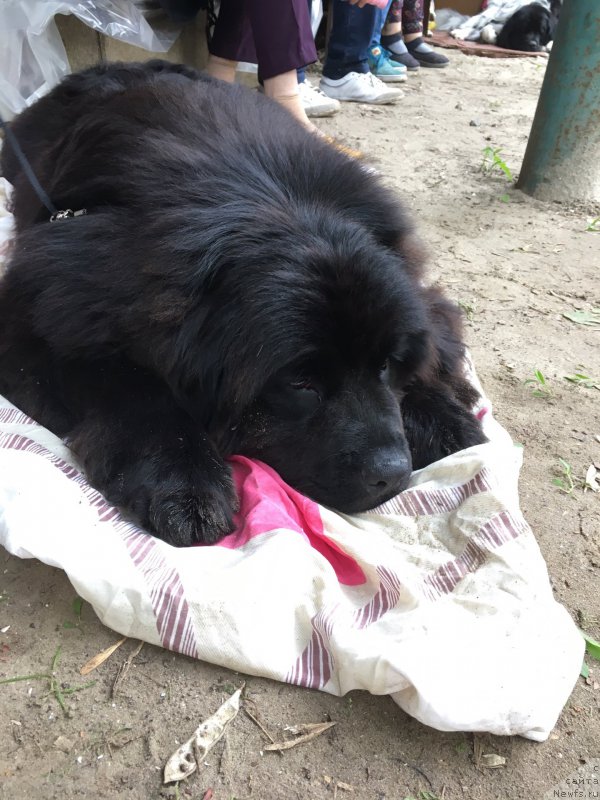 Фото: ньюфаундленд Жемчужина Кубани Зира (Zhemchuzhina Kubani Zira)