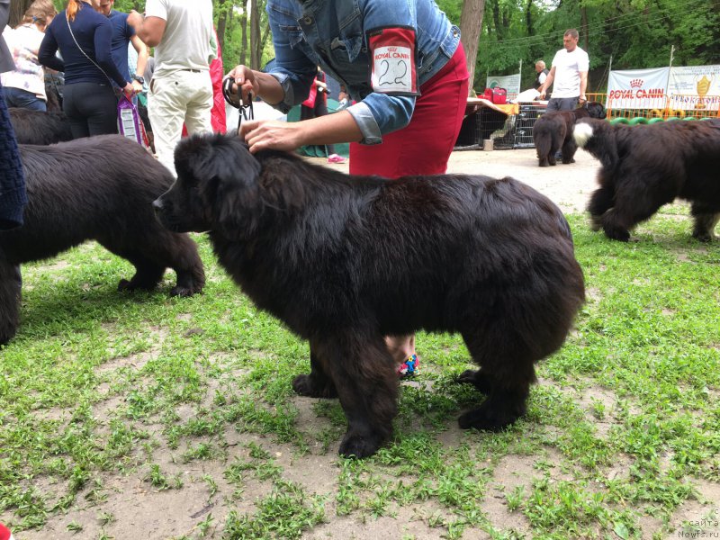 Фото: ньюфаундленд Жемчужина Кубани Зира (Zhemchuzhina Kubani Zira)