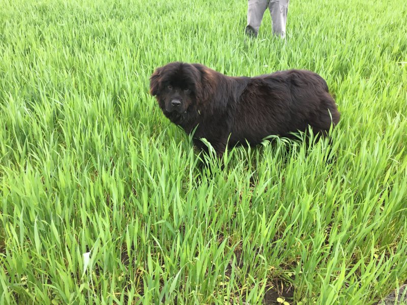 Фото: ньюфаундленд Жемчужина Кубани Зира (Zhemchuzhina Kubani Zira)