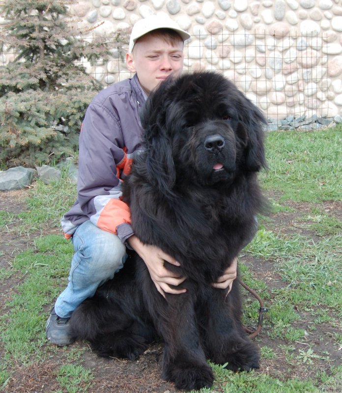 Фото: ньюфаундленд Chardonnay Kara Deniz