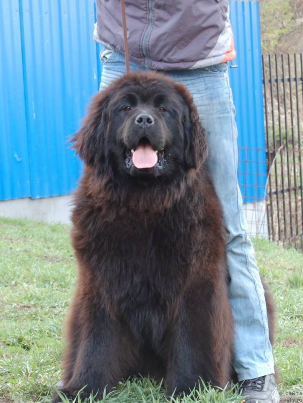 Фото: ньюфаундленд Адель из Замка Мелвин (Adel iz Zamka Melvin), ньюфаундленд Адель из Замка Мелвин (Adel iz Zamka Melvin)