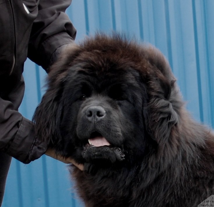 Фото: ньюфаундленд Адель из Замка Мелвин (Adel iz Zamka Melvin)