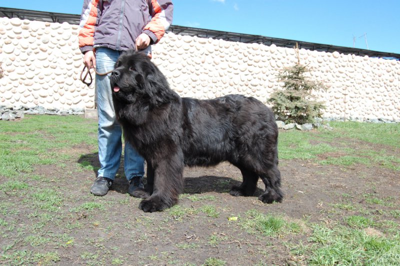 Фото: ньюфаундленд Chardonnay Kara Deniz